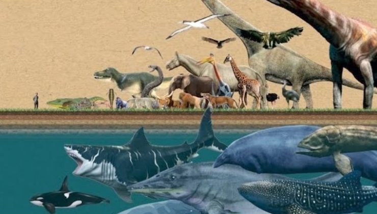 Bin yılda hayvanlar büyümek yerine küçüldü! Neden?