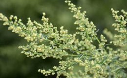 Uzmanı öneriyor: Kanser hastalarına umut olacak!