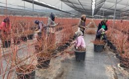 Kurumsal hayatı bıraktı, Manisa’da bir ilke imza attı: 55 ton üretim…