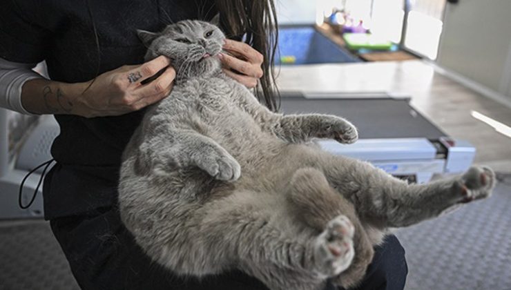 Hareket etmeyi sevmeyen kedi ‘Şiraz’ obez oldu, pilates ve yüzmeye zayıflıyor