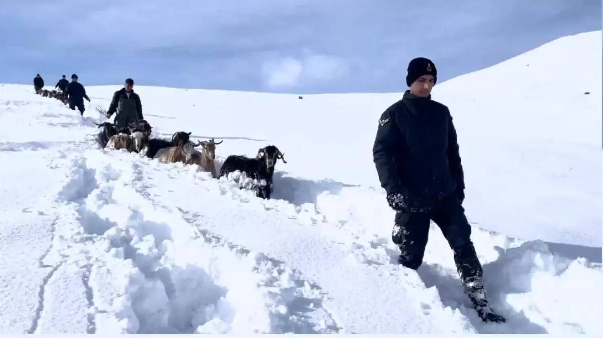 Bayburt’ta Kaybolan Hayvanlar Drone ile Bulundu